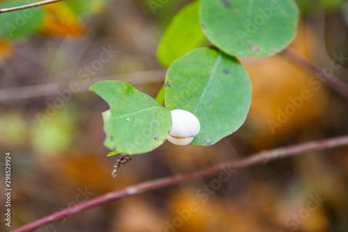 Common snowberry plant in close up