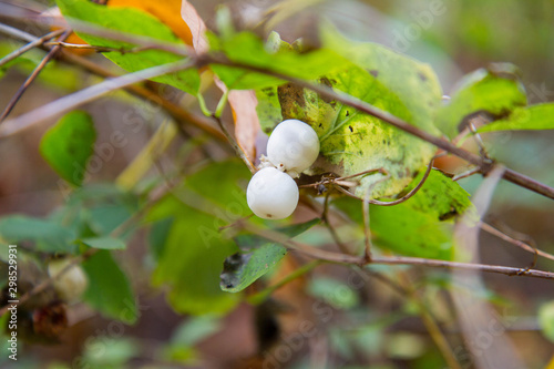 Common snowberry plant in close up