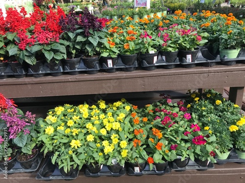 flowers in pots