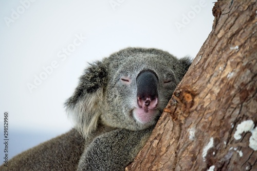 Canvas Print Cute Grey  koala sleeping on the tree branch