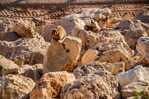 Cape Daman sits among the stones photo