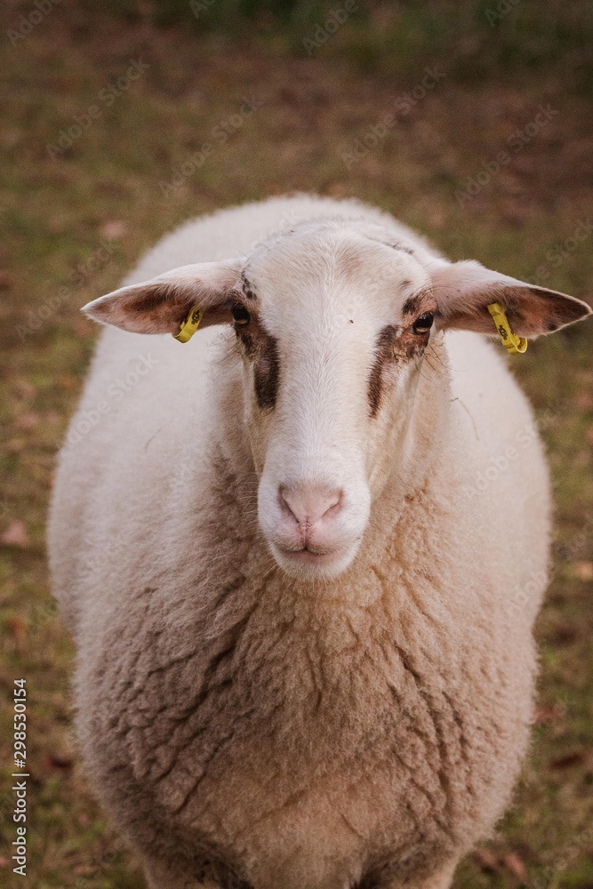 Obraz premium Front sheep portrait