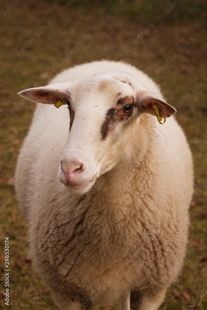 Sheep portrait vintage style