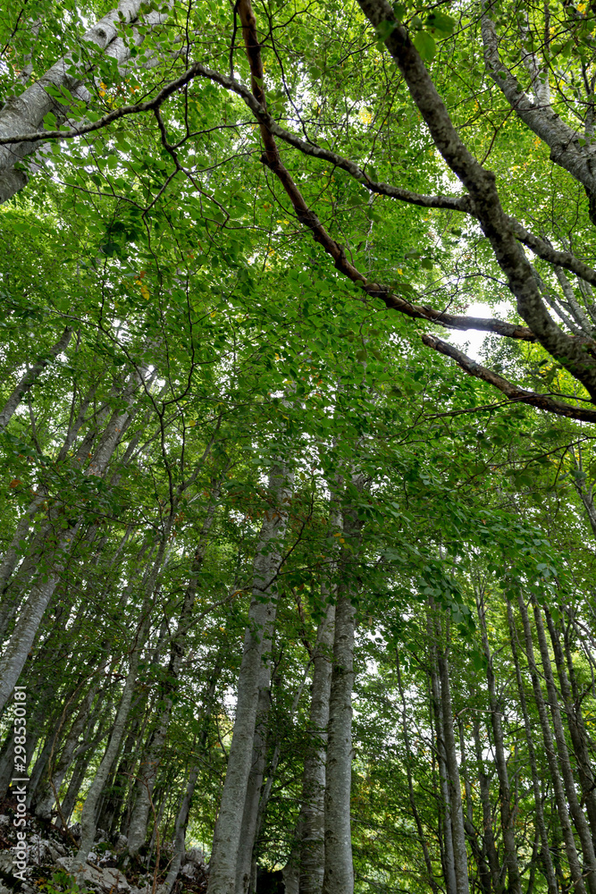 tree in forest tree in forest