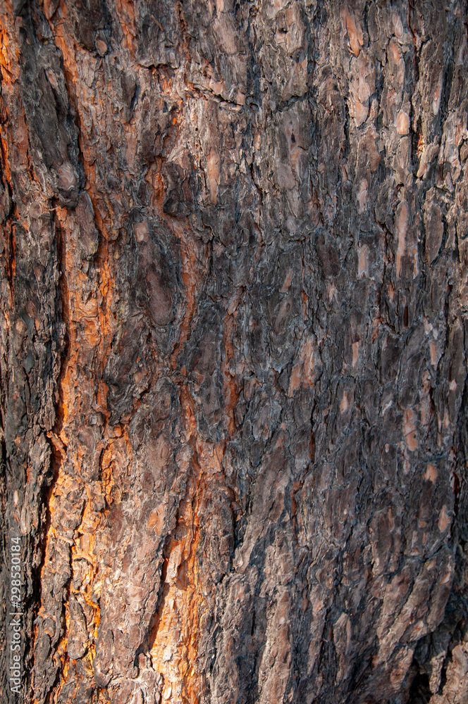 Tree bark texture. Wood background Tree bark texture. Wood background