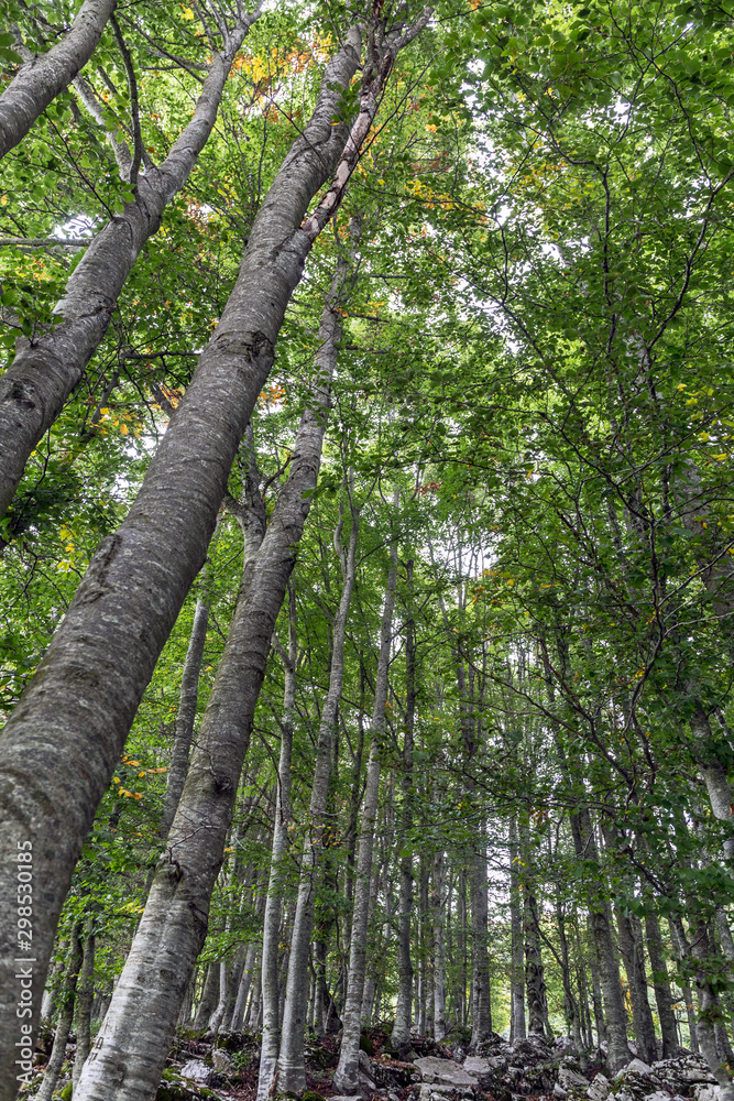 Fototapeta premium trees in the forest