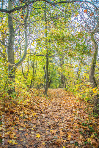 Path going through a park, autumn © teine