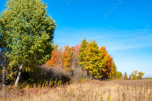 Autumn landscape. Trees with colorful leaves in a clearing against the blue sky