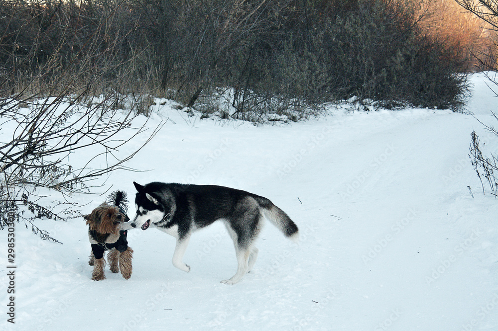dogs playing in the snow, frolicking huskies and Terriers, funny active dogs