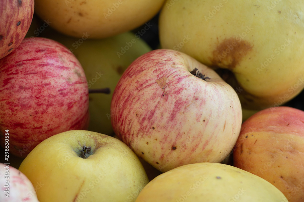 Natural organic red and green apples from grandma's garden. Without retouch Natural organic red and green apples from grandma's garden. Without retouch