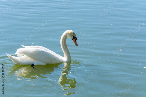 Fototapeta Naklejka Na Ścianę i Meble -  white swan in the pond, reflection