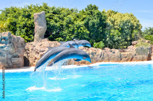 Dolphin show in Loro park, Tenerife, Canary islands, Spain © Mistervlad