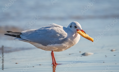 Möwe mit Brot im Schnabel photo