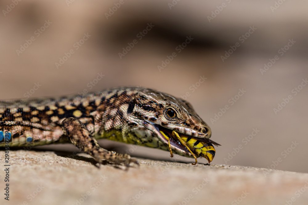 Podarcis muralis (common wall lizard) eating a wasp Podarcis muralis (common wall lizard) eating a wasp