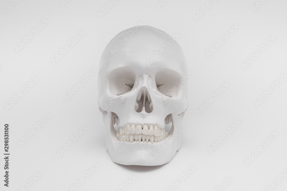human skull white wallpaper background separate halloween human skull white wallpaper background separate halloween
