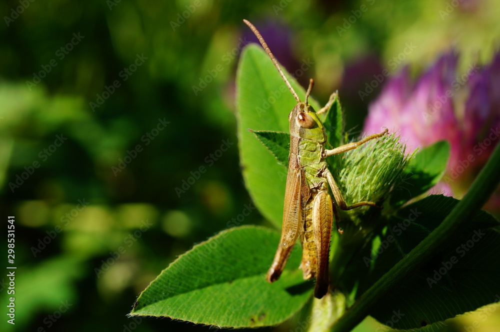 grasshopper on a green leaf grasshopper on a green leaf