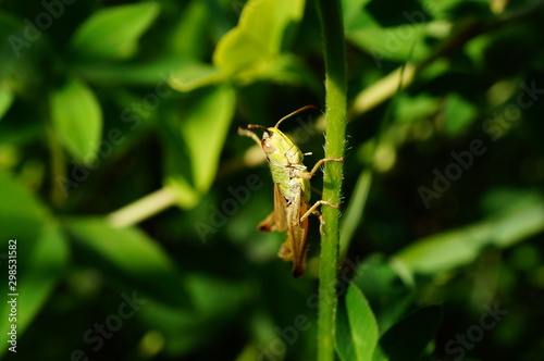 green grasshopper on a leaf