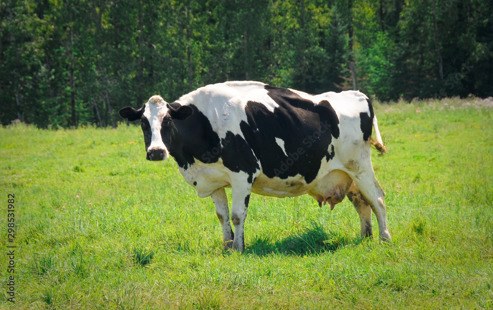 A lovely black and white holstein milk cow standing out in the green pasture enjoying the sunshine.