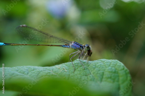 dragonfly on a blade of grass © Станислав 