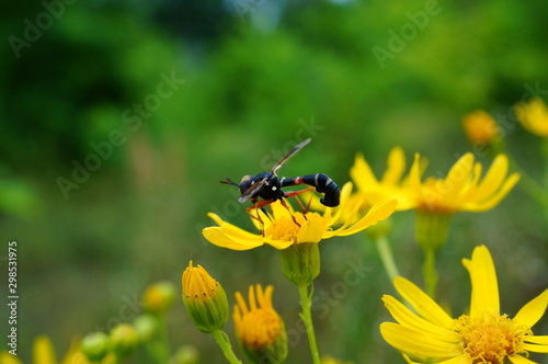 bee on flower © Станислав 