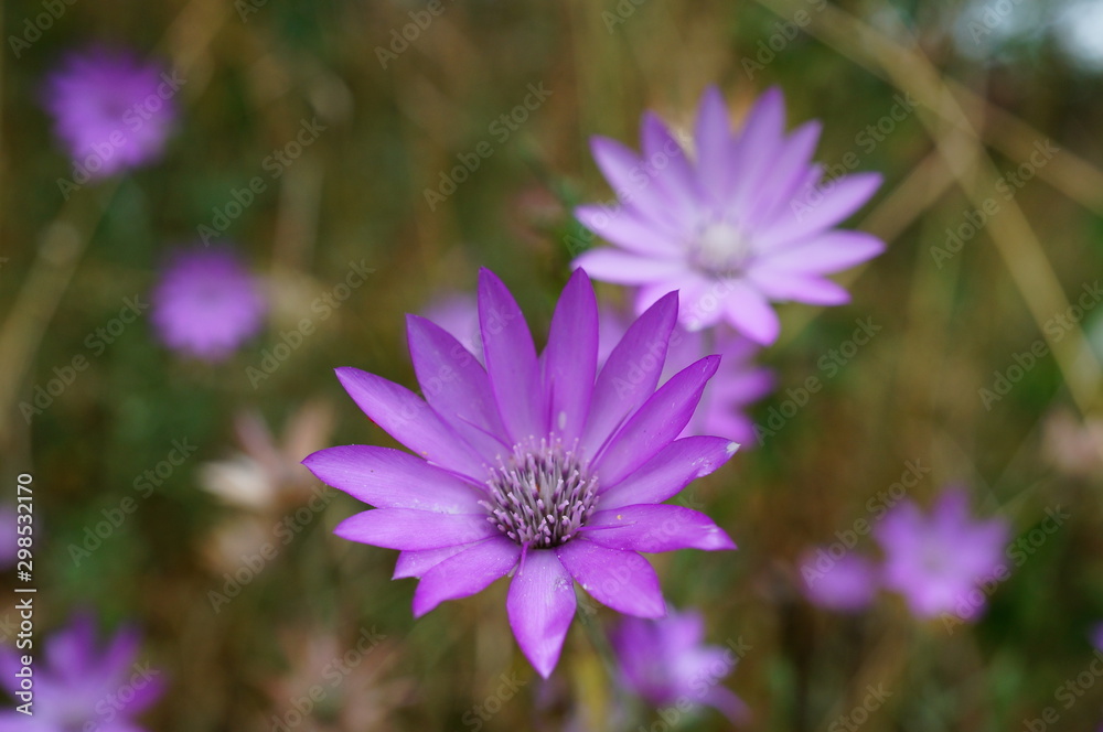 flower in garden flower in garden