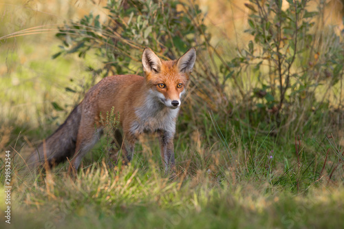  Red Fox (Vulpes vulpes) © Ivan