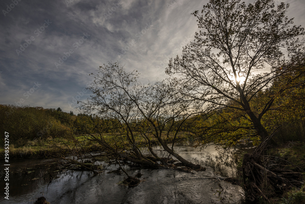 Fallen tree in the little river Ilmenau.