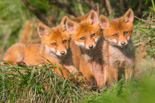 Red fox, vulpes vulpes, small young cubs near den curiously weatching around. Cute little wild predators in natural environment. © Ivan