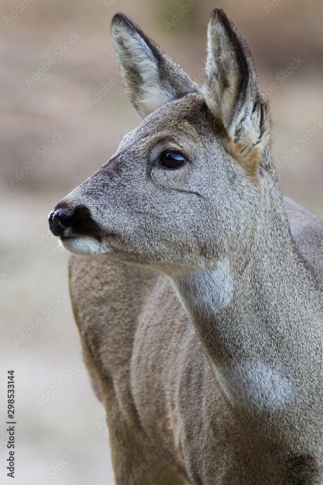 European roe deer (Capreolus capreolus)