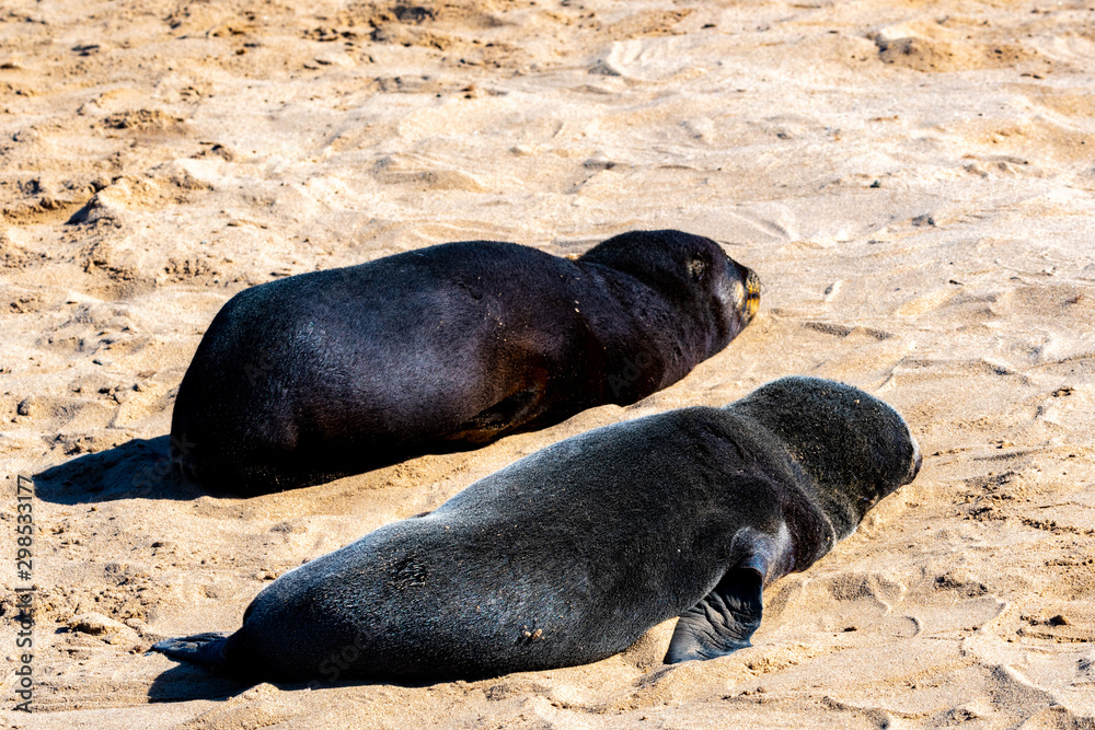 Lions de mer sur la skeleton coast en Namibie Lions de mer sur la skeleton coast en Namibie