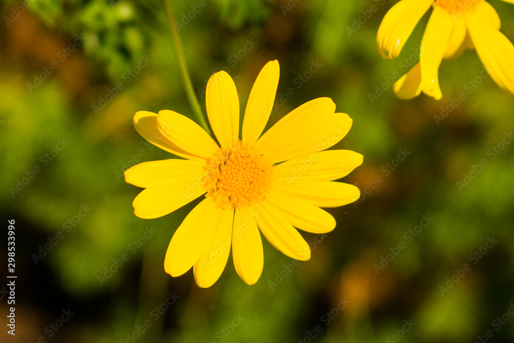 Obraz premium yellow flower in the garden