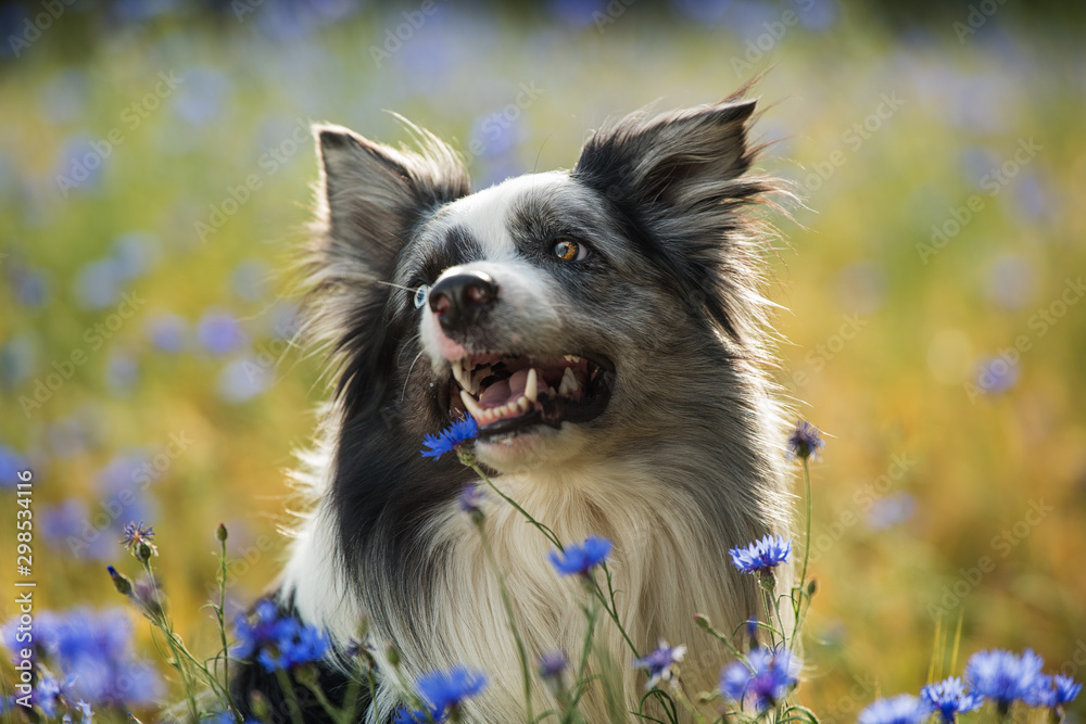 Border collie dog in a cornfield with blue cornflowers