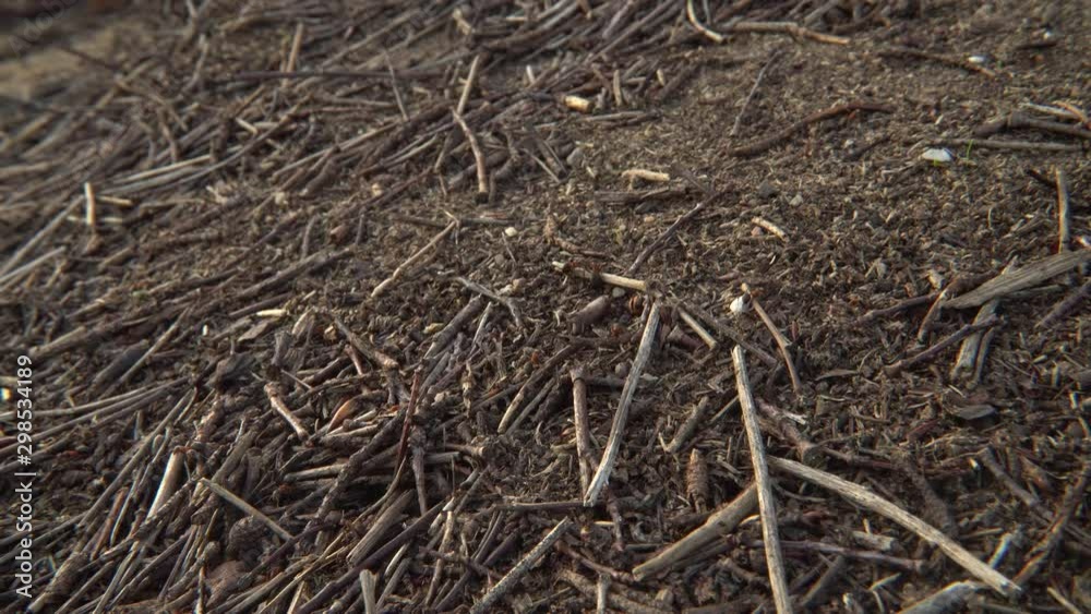 The anthill. Wild nature with ants colony in the forest. Stack of dry twigs and coniferous tree needles on the ground. The anthill. Wild nature with ants colony in the forest. Stack of dry twigs and coniferous tree needles on the ground.