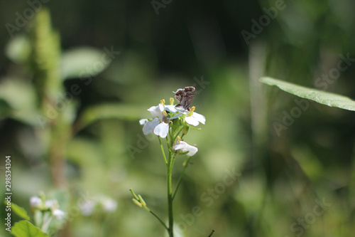 Photos Butterfly on meadow at heyday