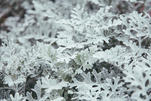 Artemisia absinthium white grass. decorative grand wormwood. nobody