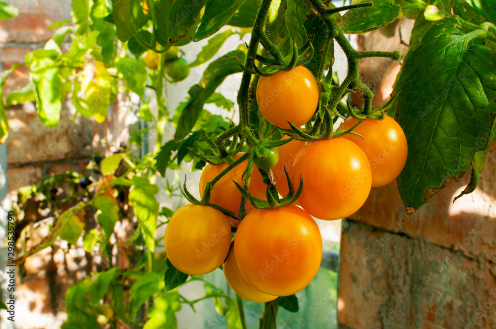 yellow delicious tomatoes on a private plot