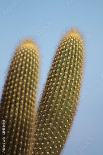 closeup of cactus and unusual cactus flowers