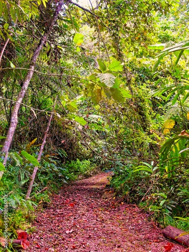 Path in the jungle
