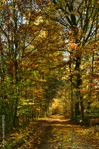 Forest path through an autumn forest  colorful leaves on the ground  framed by trees and bushes with colored leaves  bright colors  lights and shadows