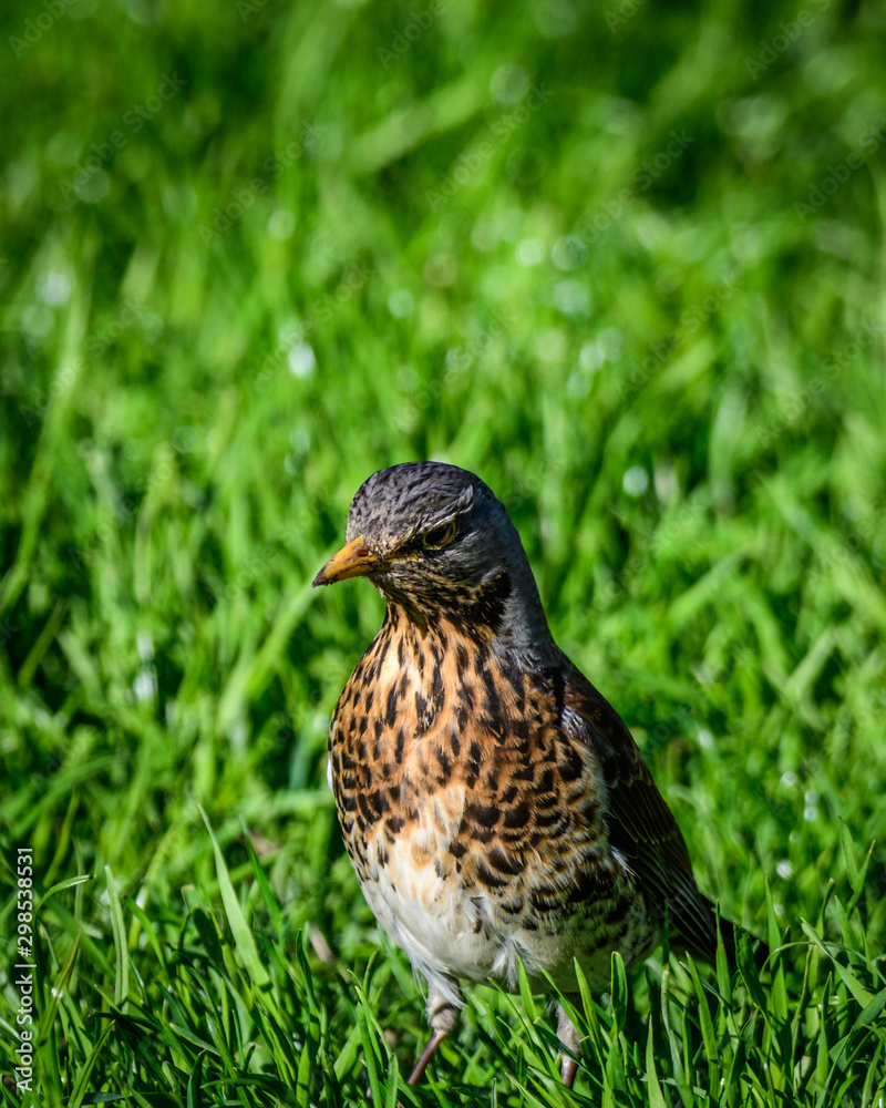 bird on grass bird on grass
