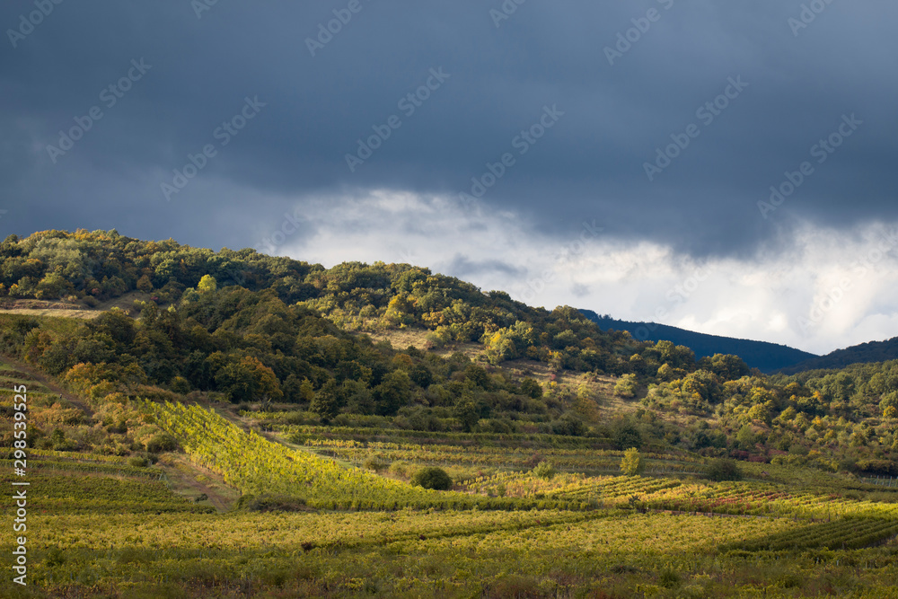 green summer vineyard countryside with cloudy sky