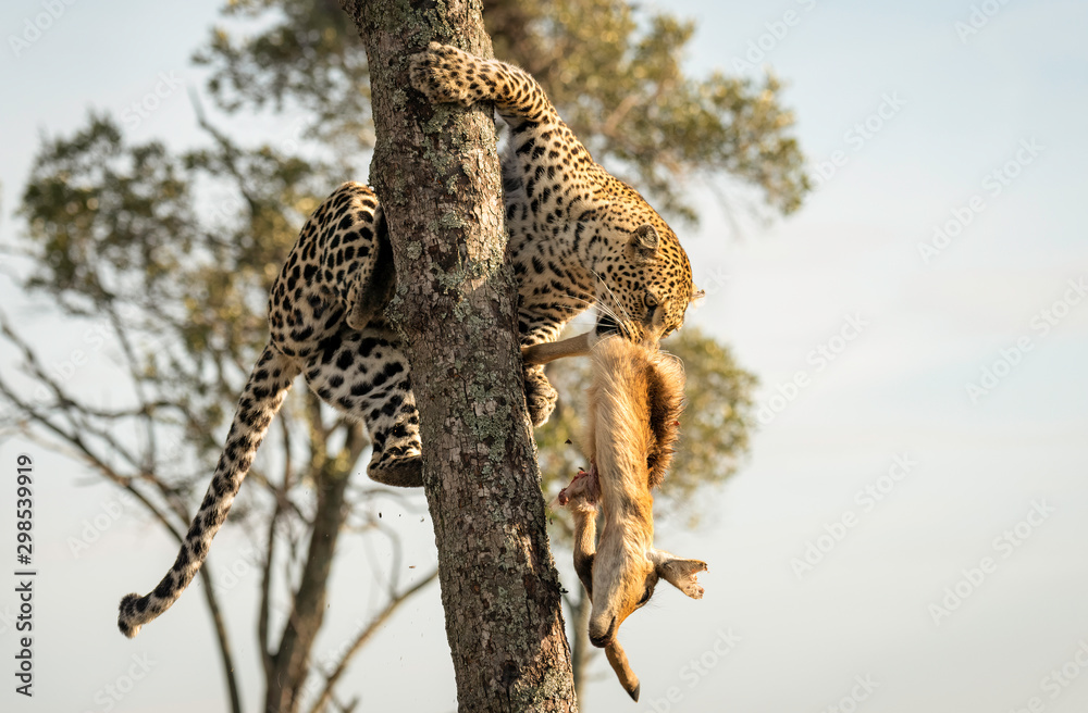 Obraz premium A beautiful female leopard carrying a gazelle she had captured into a tree. The leopard's name is Lorian, and the image was taken in the Maasai Mara in Kenya.