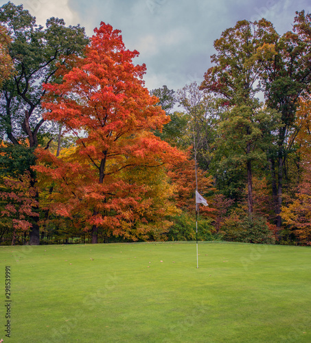 Red Sugar Maple on the Golf Course
