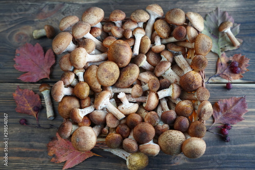 Picking fresh mushrooms on the table 
