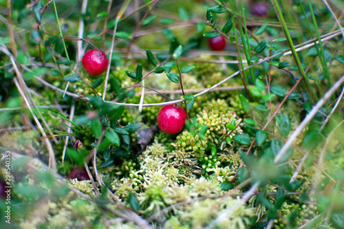 Fotomurale Cranberries growing in the bog