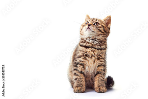 Lovely little kitten on white background