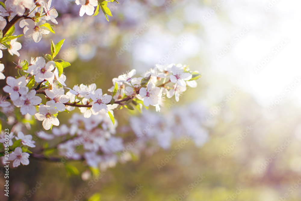 Sour cherry (Prunus cerasus) blossom at spring