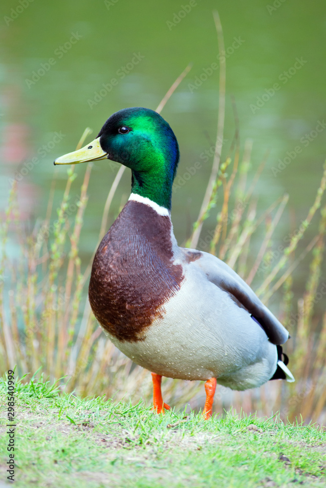 Portrait of wild duck male (mallard, lat. Anas platyrhynchos) standing at spring young grass near the pond Portrait of wild duck male (mallard, lat. Anas platyrhynchos) standing at spring young grass near the pond