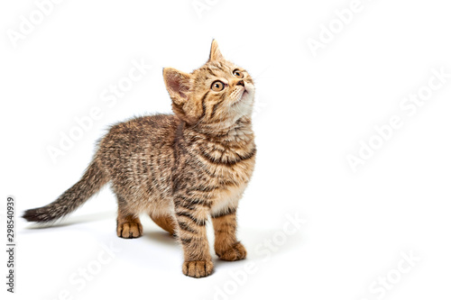 Lovely little kitten on white background