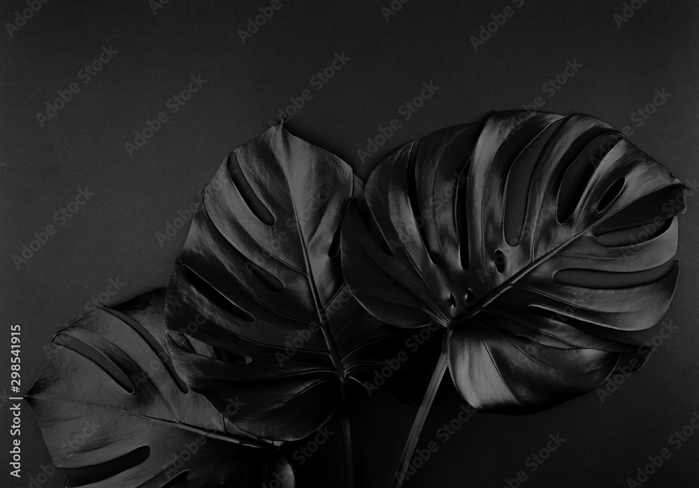 Shiny dark natural monstera leaves bouquet. Black Friday tropical banner, poster background template. - obrazy, fototapety, plakaty 